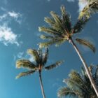 Tall palm trees against a clear blue Florida sky