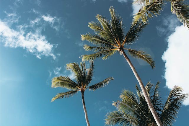 Tall palm trees against a clear blue Florida sky